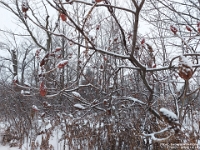 73571LeUsm - Walking in Clayt French Park with Chester on a snowy morning   Each New Day A Miracle  [  Understanding the Bible   |   Poetry   |   Story  ]- by Pete Rhebergen